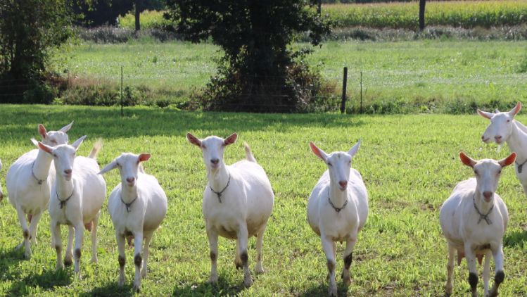 01b_Goats
